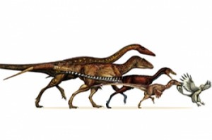 Nuevas señales sobre los dinosaurios como ancestros de pájaros modernos