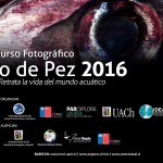 Concurso fotográfico busca destacar la biodiversidad marina de nuestro país