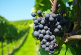 Proyectos Fondecyt 2013: Investigador busca reivindicar denominaciones de origen para vinos y agroalimentos