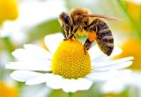 Investigadores Fondecyt descubren pesticidas y parásitos en miel de abejas
