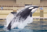 Investigación financiada por CONICYT evidencia la capacidad de las orcas de imitar la voz humana