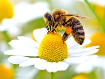 Investigadores Fondecyt descubren pesticidas y parásitos en miel de abejas