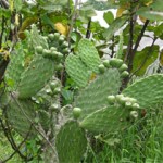 Inician piloto para producir biogás a partir de tunas