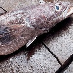 Iniciativa chilena de cultivo de bacalao en profundidad da sus primeros 