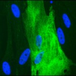 Investigadores UANDES junto a C4C identifican nueva fuente de células madre