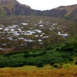 Rescatan plantas medicinales nativas en extinción en Isla de Pascua