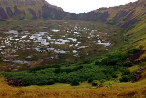 Rescatan plantas medicinales nativas en extinción en Isla de Pascua