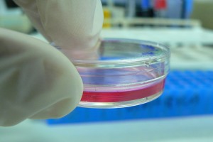 Cell_Culture_in_a_tiny_Petri_dish_eranet lac