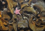 Biodiversidad Antártica: ¿cómo le afecta la cercanía a los glaciares y la profundidad del océano?