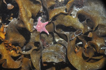 Estrella de mar Odontaster validus sobre alga Himantothallus grandifolius y Nacella polaris ANILLO ART1101[1]