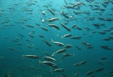Matemáticos y biólogos unen esfuerzos por la sustentabilidad de los ecosistemas costeros