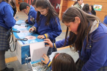 Exposición Interactiva del Proyecto Anillo “Macroalgas antárticas y cambio climático” sumó más de ocho mil visitas