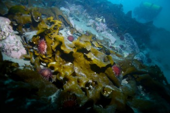 Macroalgas antárticas responden al estrés lumínico