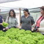 Expertos del CICITEM visitan cultivos hidropónicos de Alto La Portada
