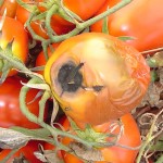 CEAP busca soluciones para combatir hongo Alternaria Alternata