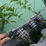 CIDERH expone proyecto de Flores de Corte de Agua Residual