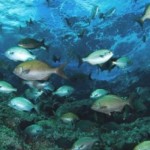 Nuevo Núcleo Milenio llama a concurso para estudiantes de doctorado, magister y postdoctorados en biología o ecología marina