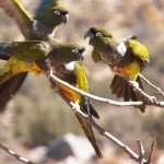 Café científico CEAZA: documental fotográfico presentará historia natural del loro Tricahue