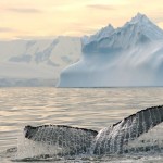 Científico de CEQUA colaboró en compilación del primer Atlas de Vida Marina más completo del Océano Austral