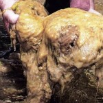 Batalla al alga invasora Didymo: Investigadores del CEQUA comienzan muestreo en Tierra del Fuego y Última Esperanza