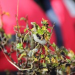 Cequa continúa intenso trabajo de monitoreo de Didymo en Río Serrano