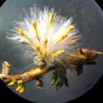 CIHDE analiza plantas medicinales del altiplano en universidad de Inglaterra