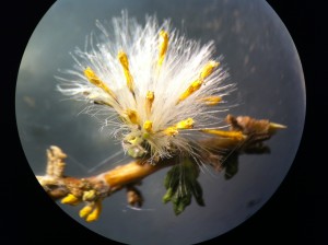 En la imagen una semilla de chachacoma que crece a 3100 metros sobre el nivel del mar