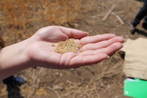 quinoa