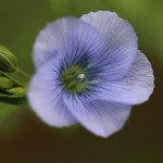 ¿Cómo se adaptan las plantas al cambio climático?