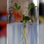CGNA trabaja en potenciar raíces para afrontar el cambio climático