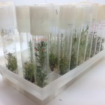 Investigación del CIHDE da el primer paso para cultivar la Chachacoma