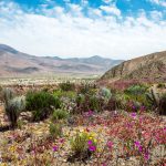El siete por ciento de las especies de plantas del Desierto de Atacama son no nativas