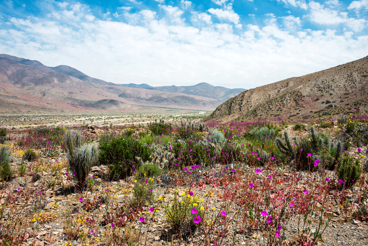 El siete por ciento de las especies de plantas del Desierto de Atacama son  no nativas | Regional