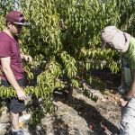 Centro Regional de CONICYT crea frutas resistentes al cambio climático