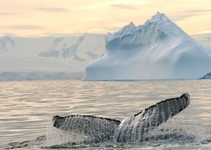 Científico de CEQUA colaboró en compilación del primer Atlas de Vida Marina más completo del Océano Austral