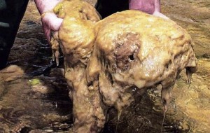 Batalla al alga invasora Didymo: Investigadores del CEQUA comienzan muestreo en Tierra del Fuego y Última Esperanza