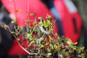 Cequa continúa intenso trabajo de monitoreo de Didymo en Río Serrano