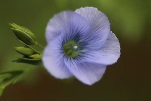 ¿Cómo se adaptan las plantas al cambio climático?