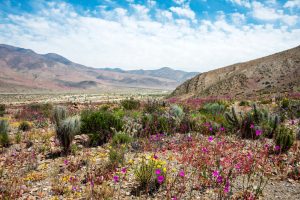 El siete por ciento de las especies de plantas del Desierto de Atacama son no nativas