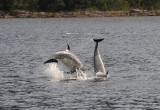 Avistamiento de fauna cetácea mediante el uso de la Hidrofonía en la Región de Aysén