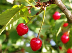 El cerezo en Chile se cultiva desde Rancagua hacia el sur, uno de los objetivos de este proyecto es conseguir cultivarlo al norte de la Región de Valparaíso.  