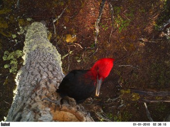 Fondecyt 2013: estudian comportamiento del carpintero magallánico en paisajes intervenidos