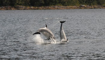 Avistamiento de fauna cetácea mediante el uso de la Hidrofonía en la Región de Aysén