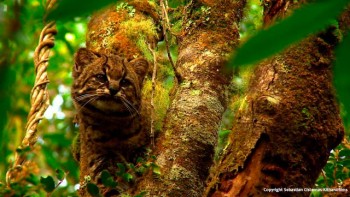 Científica rastrea gatos con GPS para estudiar interacción con la güiña