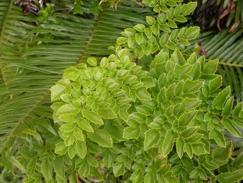 Algunas plantas se aclimatarían a diversas condiciones de luz para mantener su proceso fotosintético